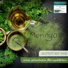Moringa Tee 400g feinst geschnitten, Premium Qualität